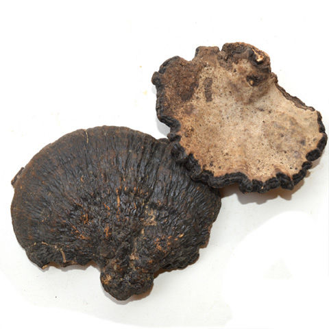 云南野生薄树灵芝 薄树芝 薄盖灵芝 可切片500克 薄树芝500克(5-8cm)