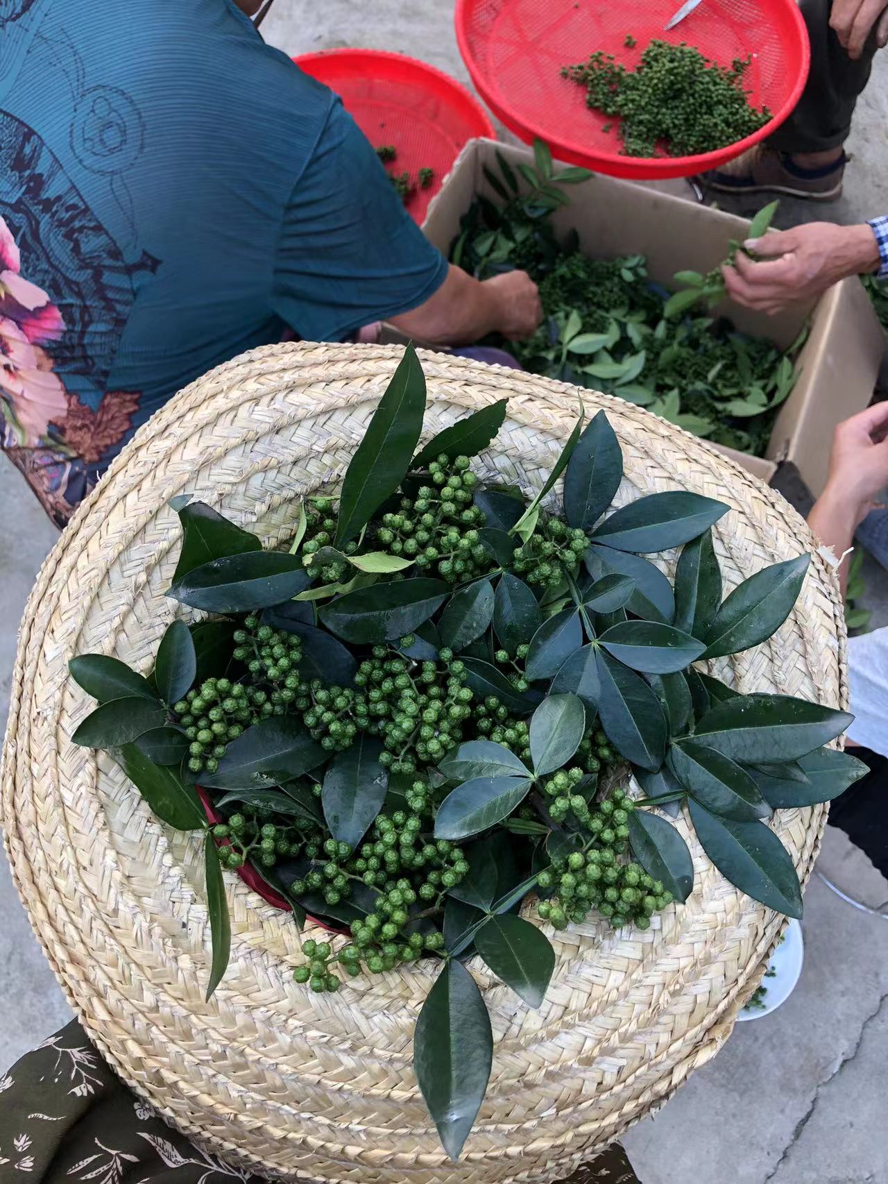 现摘现发新鲜青花椒四川特产青藤椒麻椒带叶鲜花椒食用散装 500g