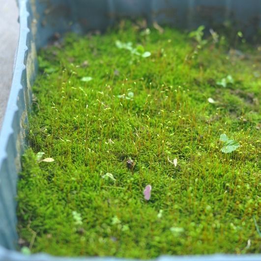带孢子苔藓葫芦藓3盒打包出售多肉假山苔藓大棚养殖苔藓带孢子短绒藓