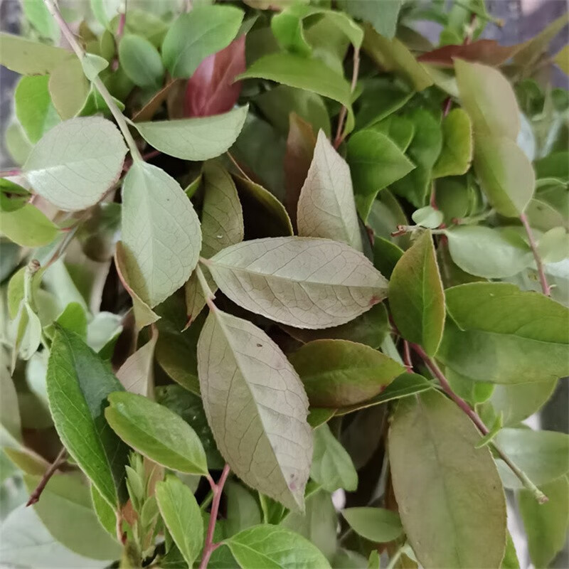 香馜乌饭叶 乌米饭 乌饭树叶 新鲜乌饭叶南烛叶 乌树叶 乌饭草制作