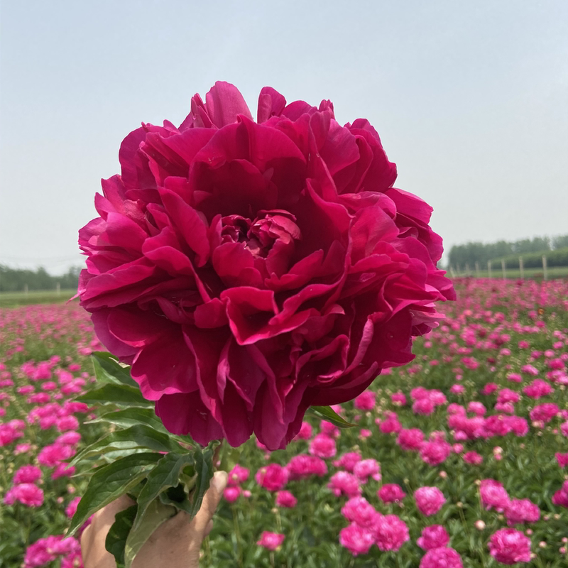芍药鲜切花洋牡丹重瓣速递荷兰进口鲜花母节家庭插花束瓶生日花 山东