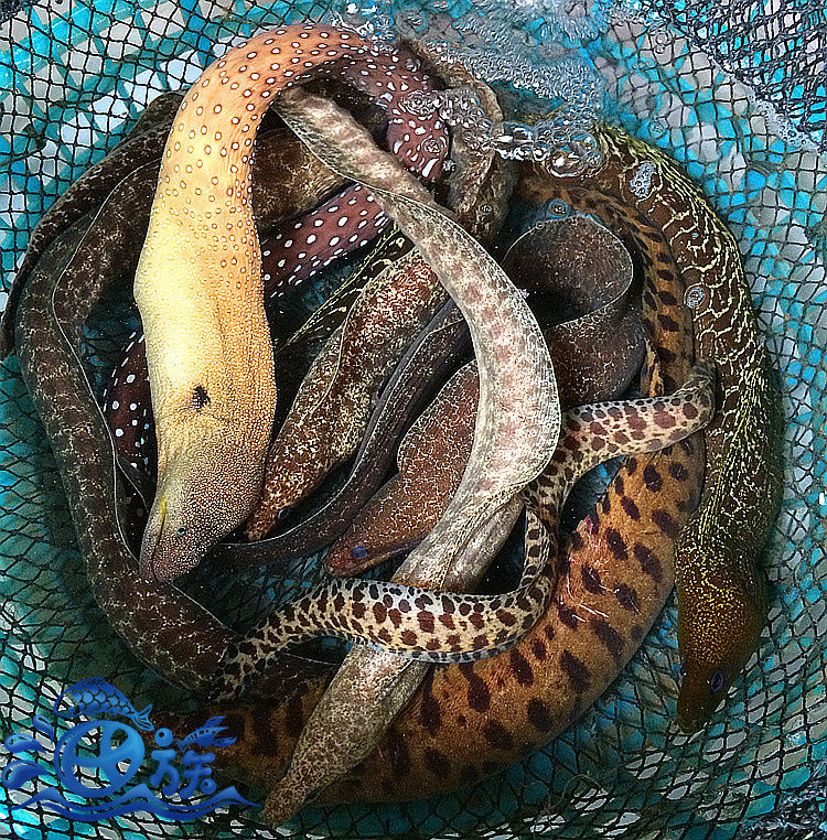 顺鑫贝 鲜活虎鳗鱼 食用海鳗新鲜虎鳗鱼海鳗鱼金钱鳗