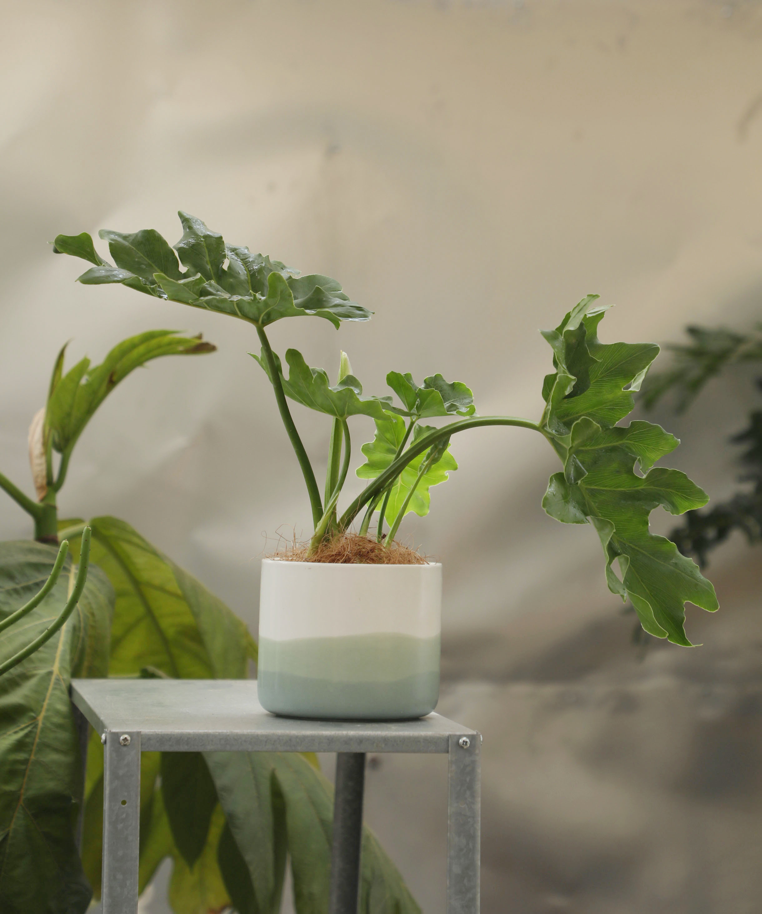 春羽蔓绿绒室内桌面阳台绿植植物水培水养绿植 大号春羽城市线条深灰