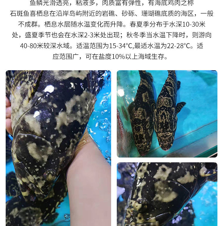 廣西北海深海捕撈鮮活龍膽石斑魚珍珠斑鮮活速凍1條