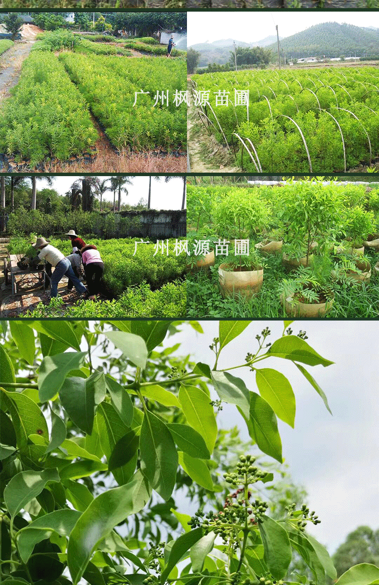 文静花坊 印度檀香树基地直销珍稀植物老山白檀香树苗 檀香树树苗带叶