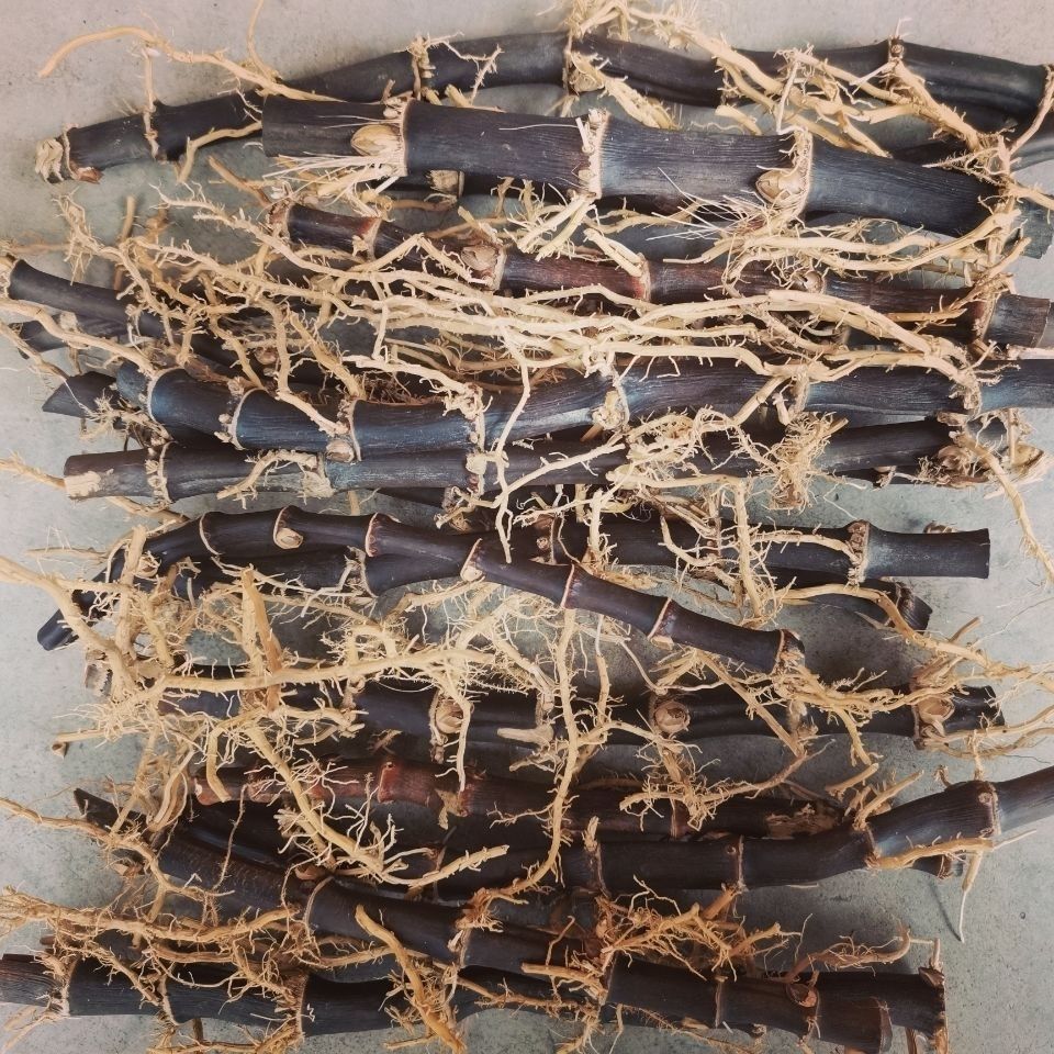 官方旗舰紫竹根黑竹根三年以上老竹根紫竹棵竹棵年份足新鲜紫竹根1斤
