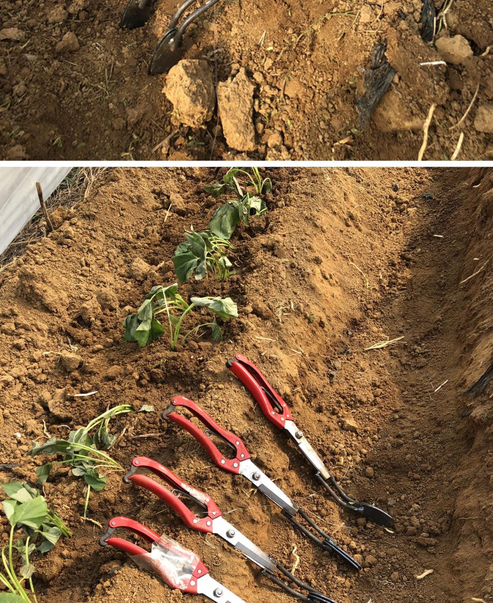 柏倩石喜红薯栽苗器农用工具插秧器地瓜种植器烟薯紫薯辣椒机械 1个