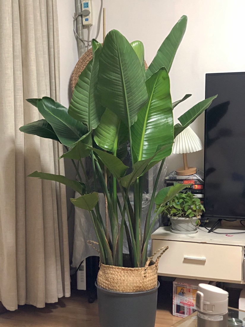 七抒网红天堂鸟鹤望兰尼古拉大型花卉绿植盆栽客厅净化空气广州基地发