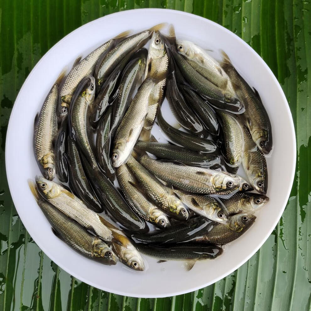 大型黑鲩乌鲩鱼苗活体淡水养殖食用 专用快大饲料 青鱼苗7-8厘米1条 