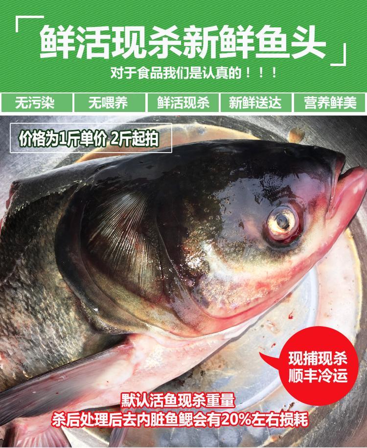 大頭魚花鰱頭淡水魚生態鱅魚頭剁椒魚頭魚尾新鮮活魚現殺康勝誼花鰱