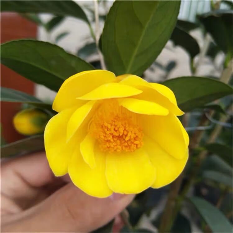 广西防城港金花茶树苗盆栽庭院山茶花好养活耐寒绿植品种花卉稀有白花