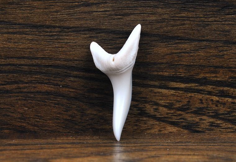 珍爱妃专柜鲨鱼大牙齿吊坠男女个性创意天然原生态时尚项坠儿童科普