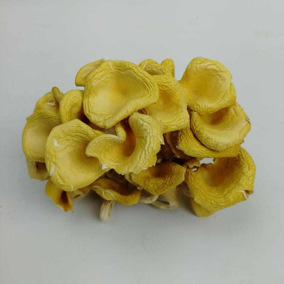 鸡油菌干货500g黄丝菌菇类干货特产丰i田 类干货特产【图片 价格 品牌