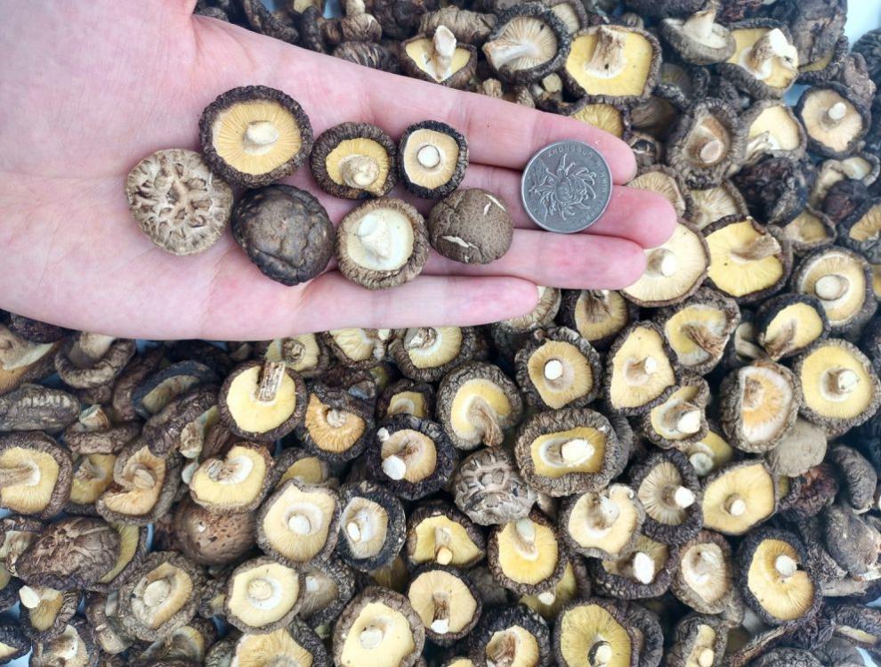 小香菇特小干货批发袖珍迷你小香菇仔肉厚野生新货袖珍金钱香菇仔批发
