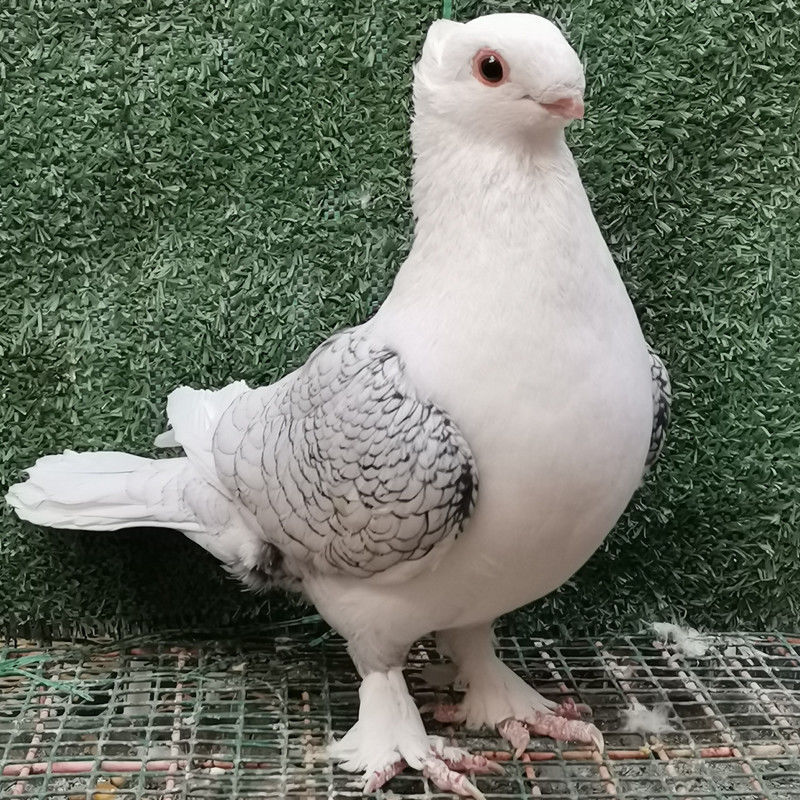鸽子活物一对观赏鸽种鸽摩登凤尾淑女两头乌大全精品短嘴批发 一对