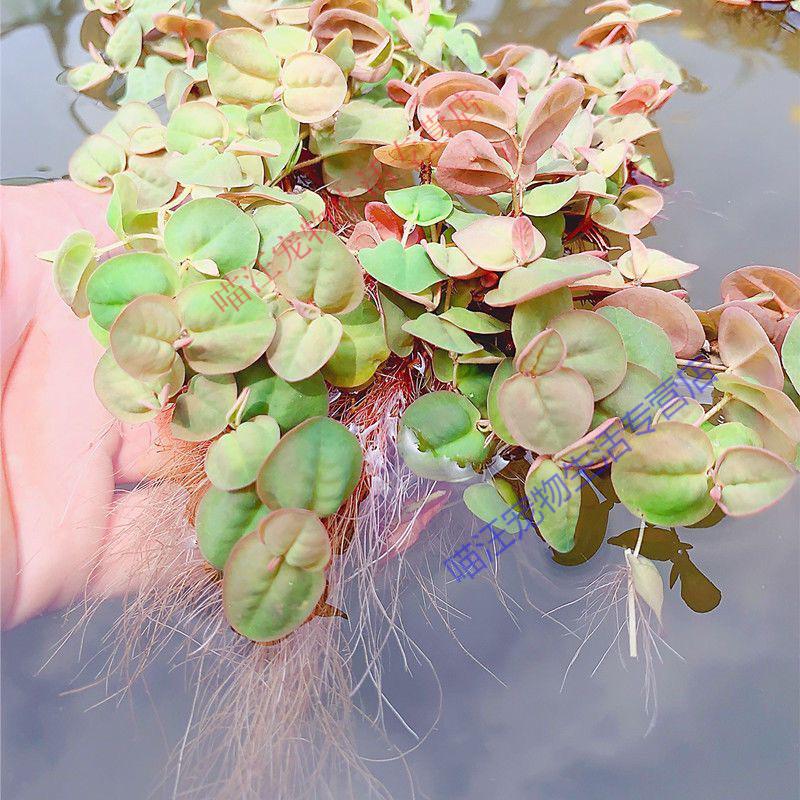 苗养殖净化水质增氧水草水面漂浮植物养鱼用品全套浮萍水草 红毛丹 1