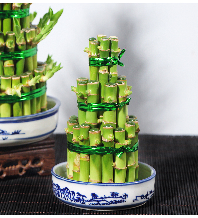 节节高富贵竹塔水培水养绿植盆栽转运竹子办公桌开业送礼盆景 3层竹塔