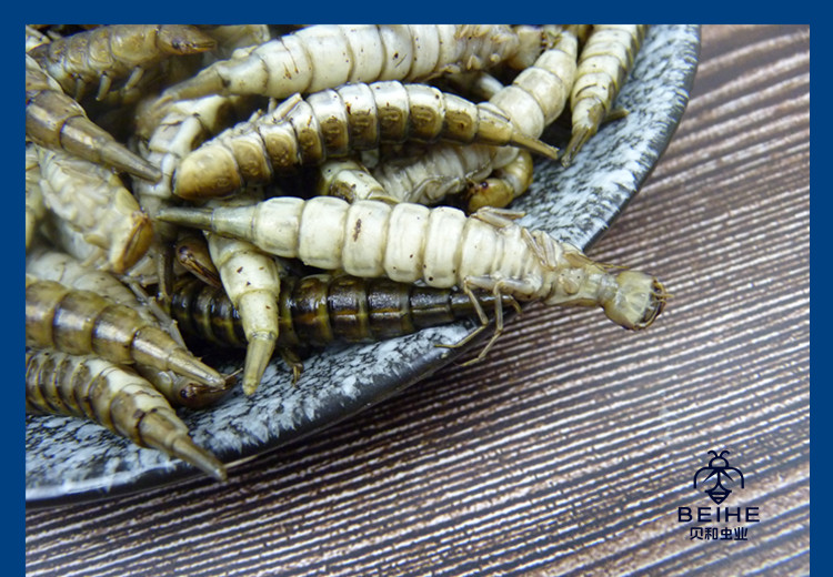 新鲜金边龙虱幼虫水蜈蚣鲜香味美食用昆虫油炸烧烤虫子500克