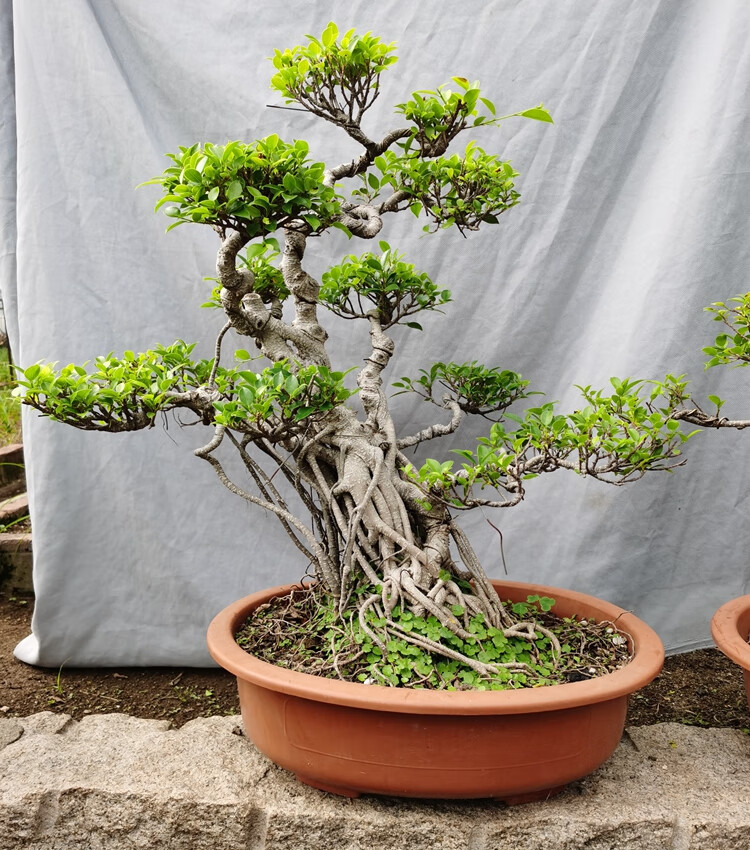 气根榕树盆景树桩台湾榕盆栽 绿植花卉室内外阳台虎皮榕老桩植物 1米s