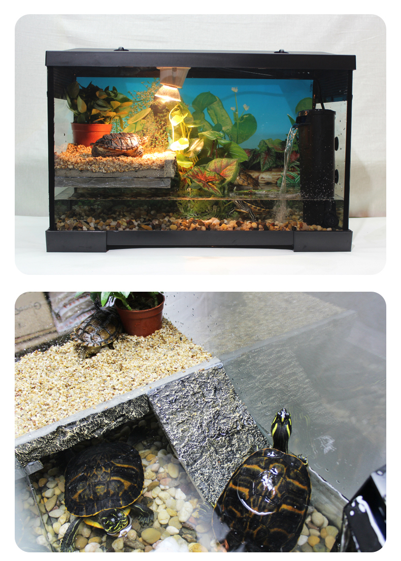 龟缸设计图水陆图片
