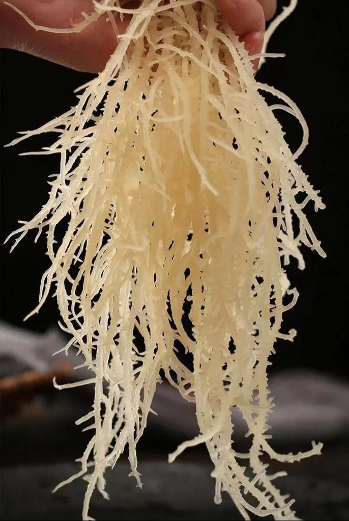 龙须菜500克石花菜干货海石花海草海藻鹿角菜海发菜新鲜凉拌菜 2000g