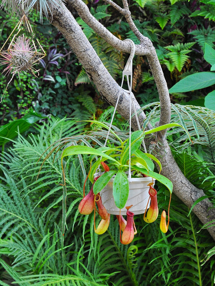 盆栽懒人盆驱蚊草捕蝇草甲醛室内种子非标定制 oimg 红宝石猪笼草s 储