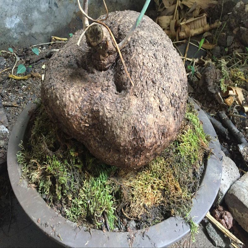 贵州野生山乌龟金不换植物爬藤四季常青苗野生货10到15厘米直径不含盆