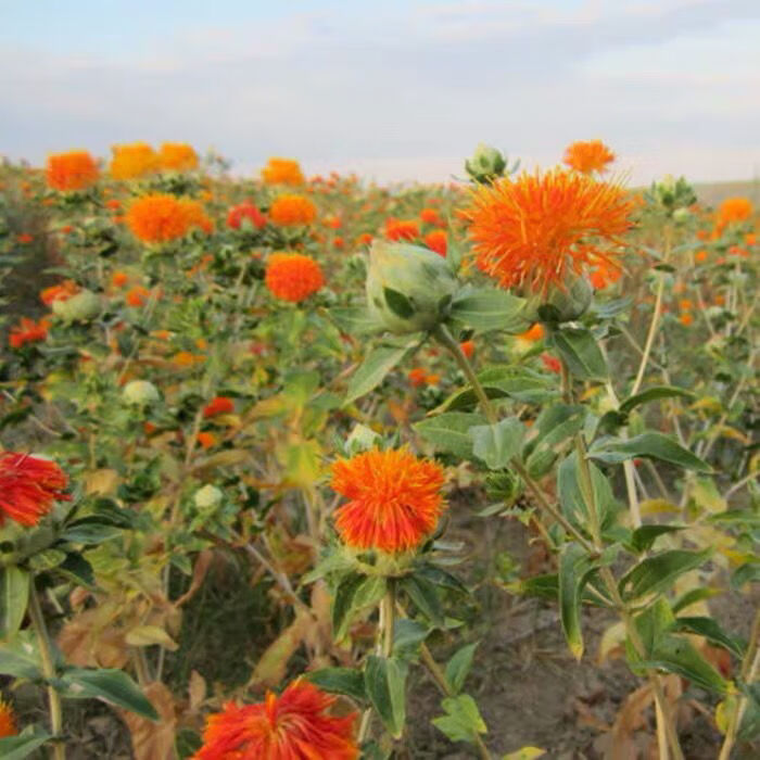 新疆红花 药用红花泡茶水中药材艾叶草红花藏红花 足浴泡脚 红花500克