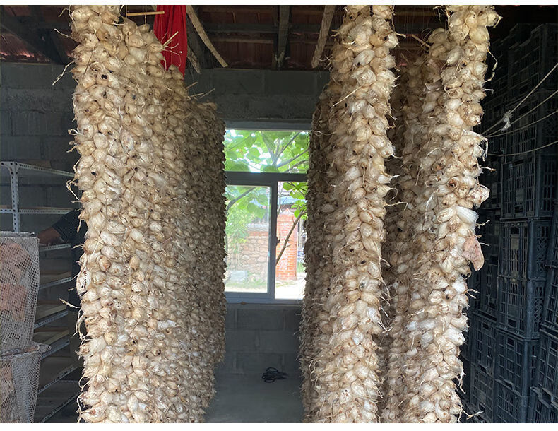 雄蚕蛾鲜活柞蚕雄蝉蛾公活体速冻未交尾不干瘪新货一斤