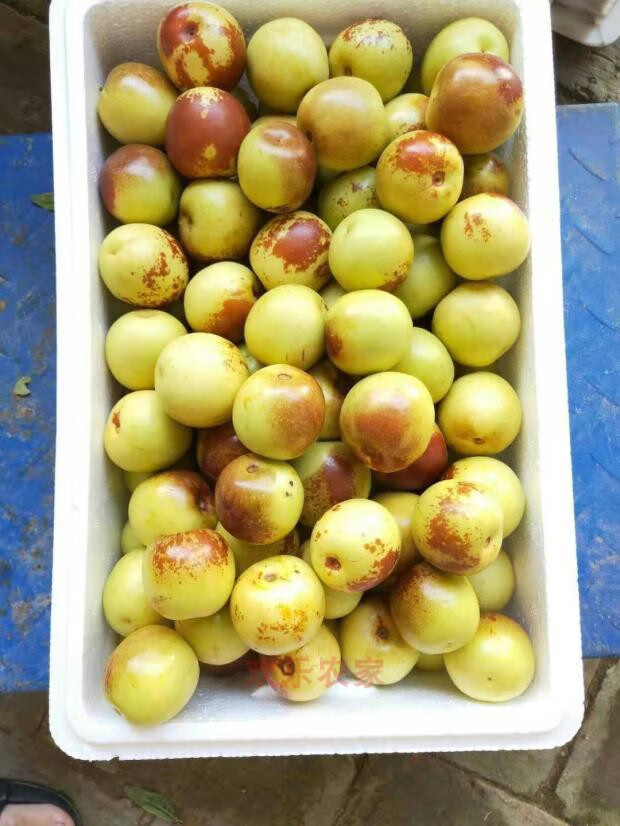 源外 黄骅大冬枣新鲜枣子5斤脆甜枣当季整箱河北沧州特产现摘 5斤