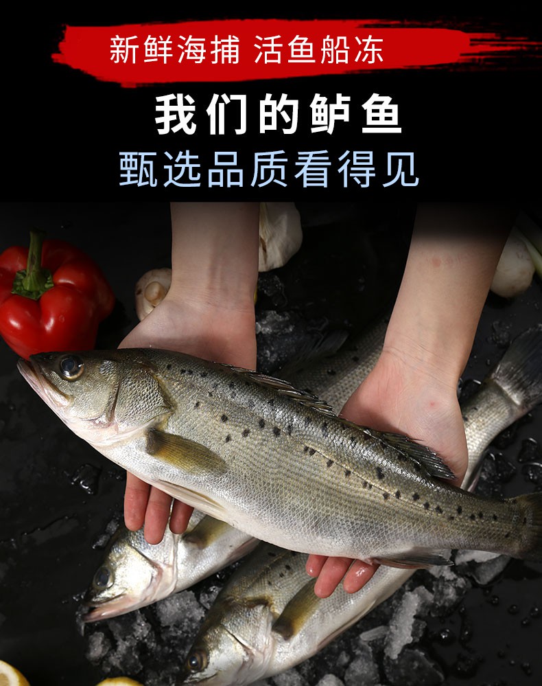3斤青岛海鲈鱼新鲜冷冻鲜活海鲜水产七星海捕鲈鱼深海鱼