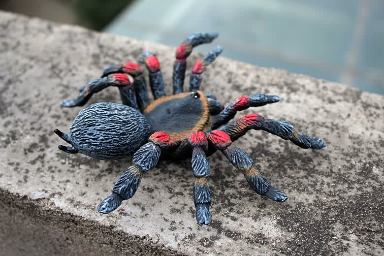 星傲童(xingaotong)开学礼物玩具仿真昆虫玩具动物模型大号黑蜘蛛套装