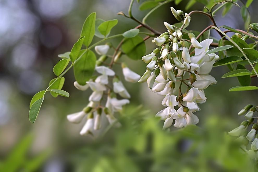 野生新鲜槐花新鲜洋槐花刺槐花秦岭山区花骨朵槐花 1斤槐花(保温箱