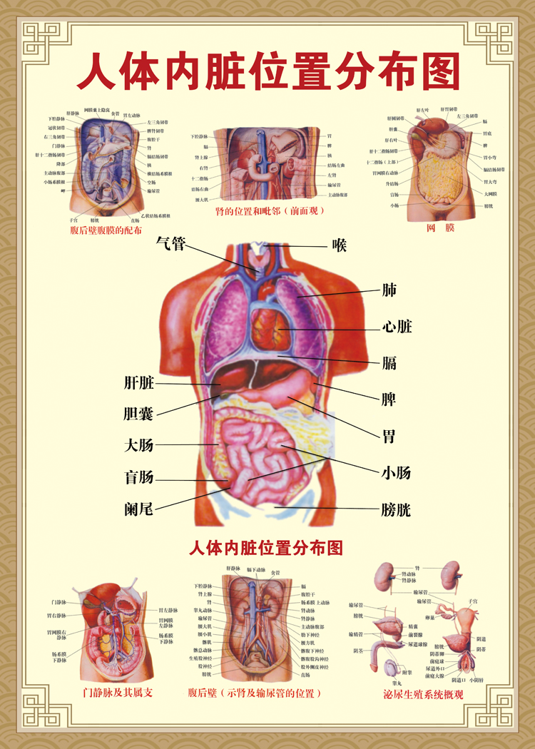 人体结构图穴位医学人体解剖图片内脏器官骨骼肌肉构造挂图画替换 r35