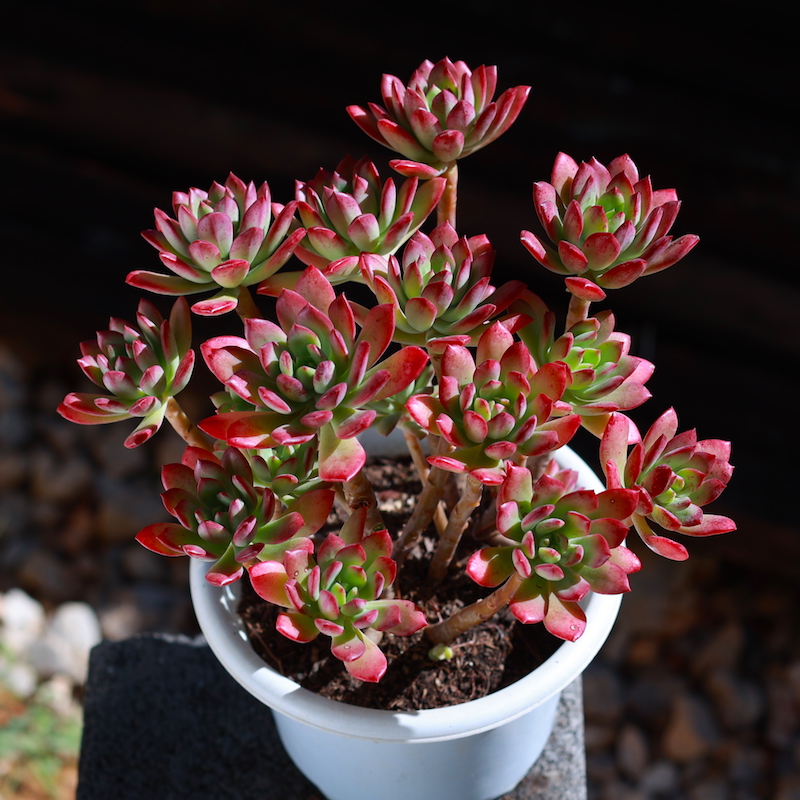 红稚莲老桩大型大颗多头群生多肉植物盆栽办公室绿植花卉 大颗 锦晃星