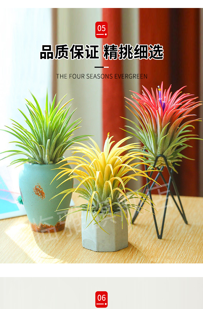 凤梨无土绿植懒人植物阳台室内清新空气好养桌面花卉小盆栽巨型鲁布拉