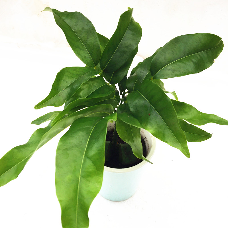 开心果小盆栽又名必思答绿仁果室内阳台趣味耐养桌上花卉绿植 开心果