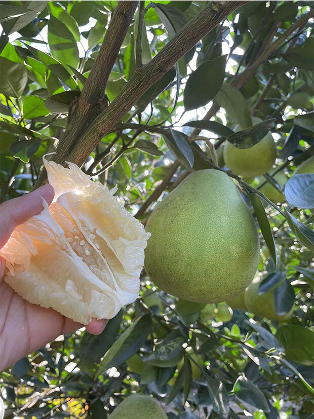 轻恋 正宗安福蚕子江西特产吉安金兰柚孕妇水果武功山冰糖柚子 50斤