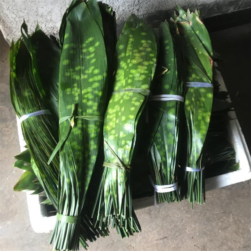 朵蕙四川新鲜粽叶端午包粽子粽叶花粽叶一叶兰粽叶花粽叶大叶现摘发货