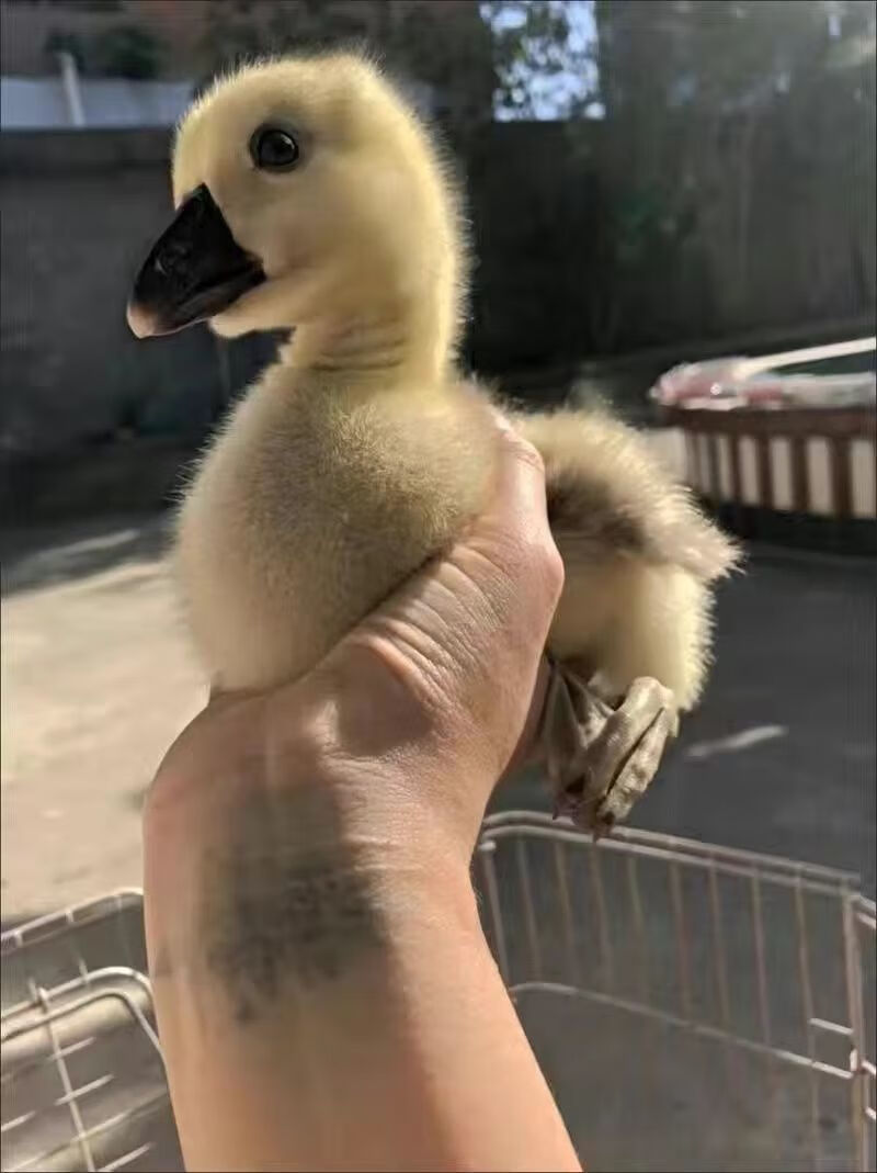 汕头鹅苗巨型灰狮头鹅苗活体鹅澄海特大正宗狮头鹅大鹅小鹅苗包活