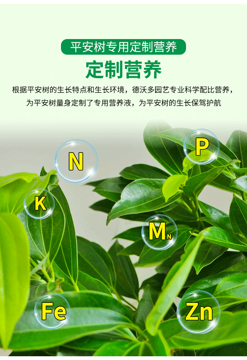 德沃多平安树专用肥料营养液家用室内养花盆栽幸福树金钱树通用型平安