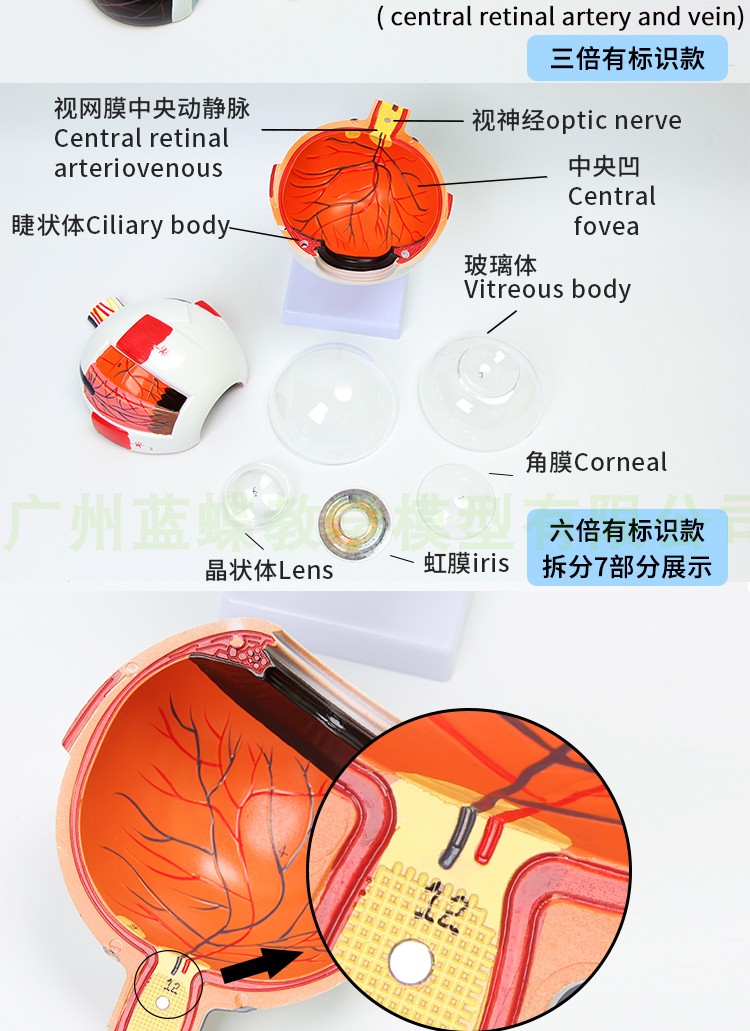 人體眼球模型6倍放大眼球模型五官科眼睛構造解剖教學模型醫學3倍放大