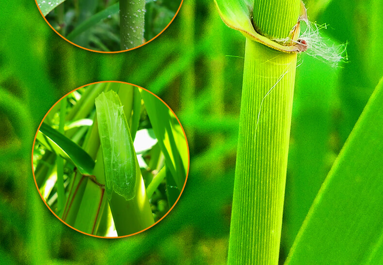 创丰透白笛膜套装笛膜 笛膜和笛膜胶芦苇笛膜竹笛子膜考级膜【图片