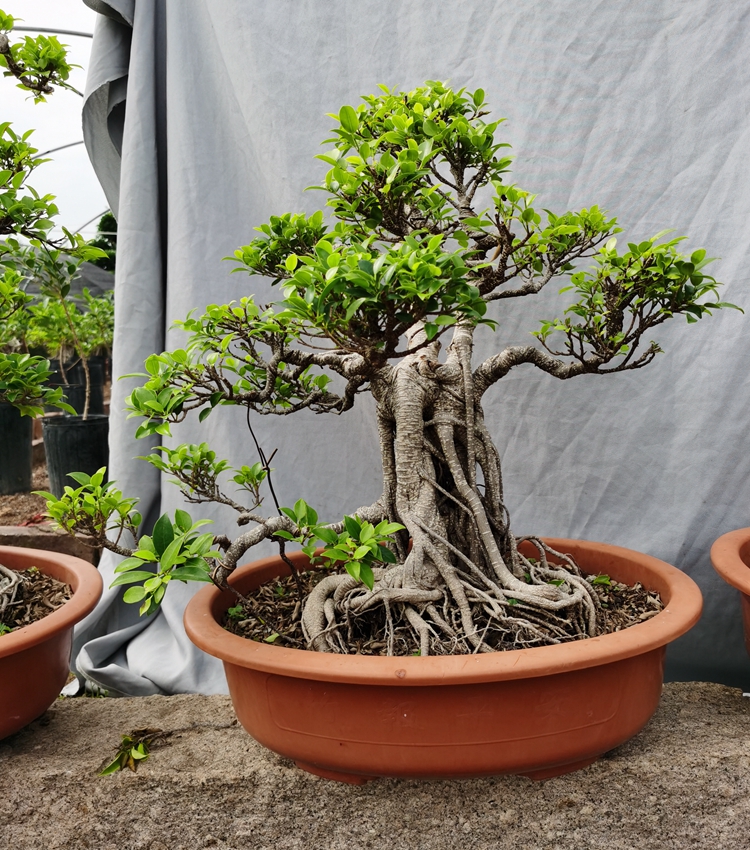气根榕树盆景树桩台湾榕盆栽 绿植花卉室内外阳台虎皮榕老桩植物 1米s