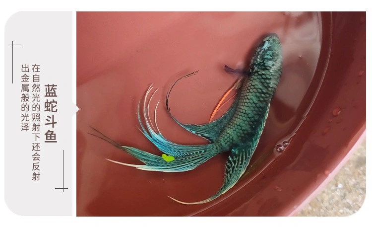 中国斗鱼改良纹无纹蓝不打氧耐活鱼观赏小鱼好养冷水淡水鱼苗 白兔4-5