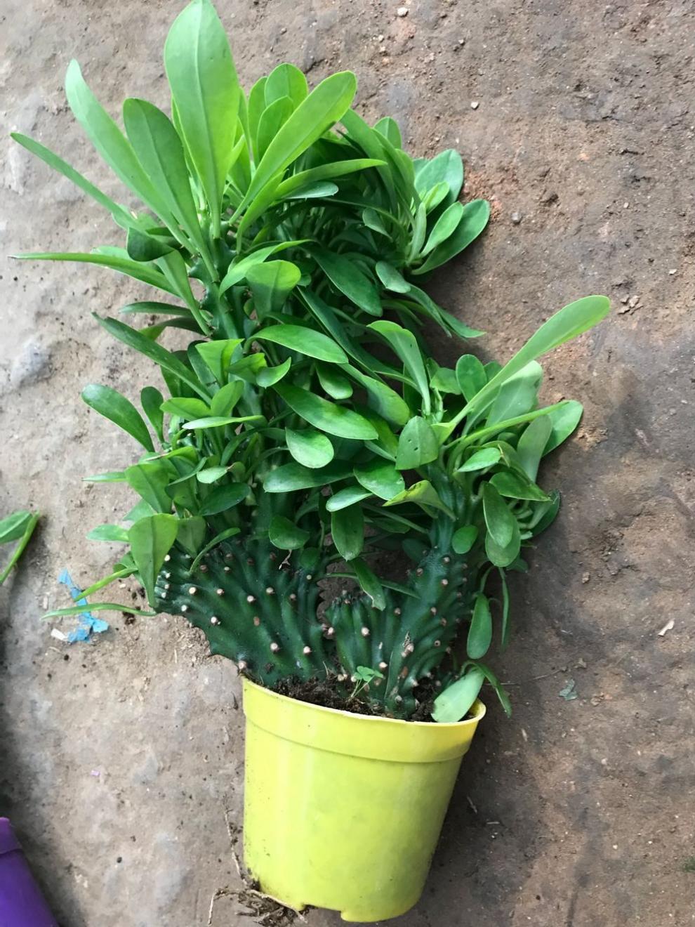 仙人掌盆栽植物玉麒麟麒麟掌吸收多肉植物麒麟掌中苗1820厘米含盆