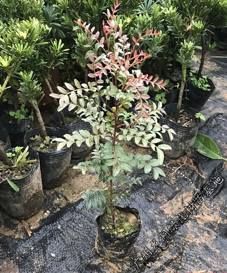 云南正宗红芽清香木树苗四季常青清香木盆栽清新阳台驱蚊耐寒植物 清