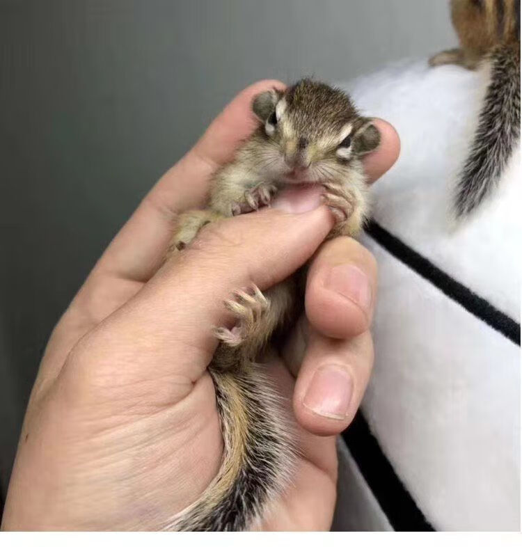金花松鼠活体幼崽儿童松鼠宠物活物魔王松鼠送粮食朴彩(pucai) 金花