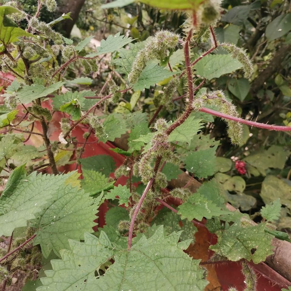 新鲜野生红杆荨麻草四川红活麻红霍麻草咬人草红豁麻绿杆荨麻草 干货