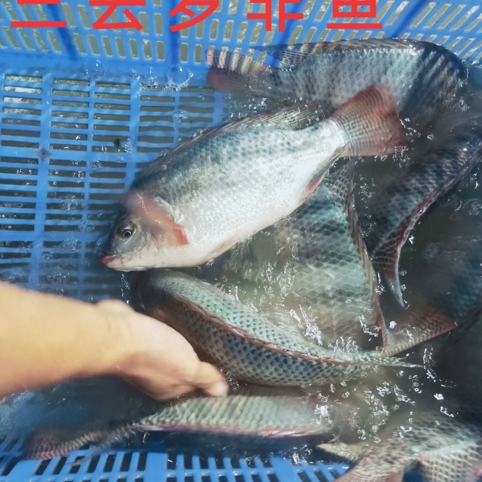 尚優水產三去羅非魚新鮮淡水魚非洲鯽魚福壽魚酸菜魚冷凍羅非魚500克